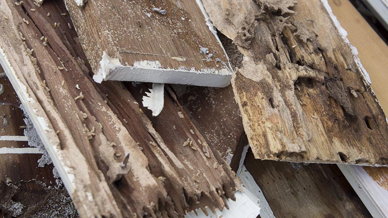 Termite damaged wood discovered while preforming home inspection services 